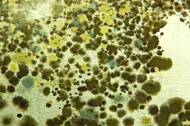 Mold on a wall 