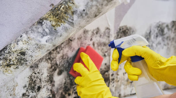 Mold toxicity symptoms Close-up Of A Shocked Woman Looking At Mold On Wall